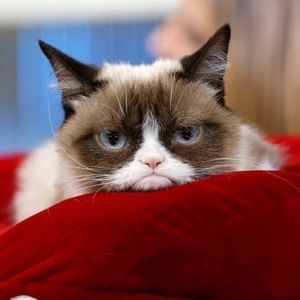 Meet your Posher, Tammy